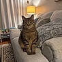 Nala is registered to the contest to win money with this photo: cat, tabby_cat, couch, pillows, lamp, living_room, indoor, furniture, curtains, bookshelf, rug, patterned_rug, cozy, pet, domestic_animal, sitting, fur, whiskers, ears, eyes
