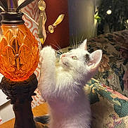 Bodie is registered to the contest to win money with this photo: kitten, cat, lamp, vintage, orange, glass, curious, furniture, floral, upholstery, indoor, cozy, warm_light, pet, animal, whiskers, playful, decor, table, feline
