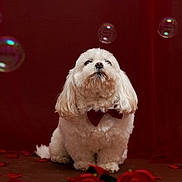 Oliver participe au concours pour gagner de l'argent avec cette photo : adorable, animal, bow_tie, bubbles, cute, decor, dog, elegant, floral, fluffy, indoor, pet, portrait, red_background, rose_petals, roses, small_dog, still_life, studio_shot, white_dog