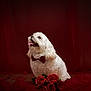 Oliver participe au concours pour gagner de l'argent avec cette photo : animal, bow_tie, cute, decor, dog, fabric, flowers, fluffy, happy, indoor, looking_up, pet, portrait, red_backdrop, red_bow_tie, red_roses, roses, studio_lighting, tongue_out, white_dog