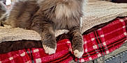 Sillyvester joined the competition — help win amazing prizes! cat, fluffy, bed, blanket, plaid, indoor, furniture, curious, pet, animal, cozy, living_room, window, curtains, television, relaxed, domestic, whiskers, paws, fur