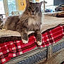 cat, fluffy, bed, blanket, plaid, indoor, furniture, curious, pet, animal, cozy, living_room, window, curtains, television, relaxed, domestic, whiskers, paws, fur