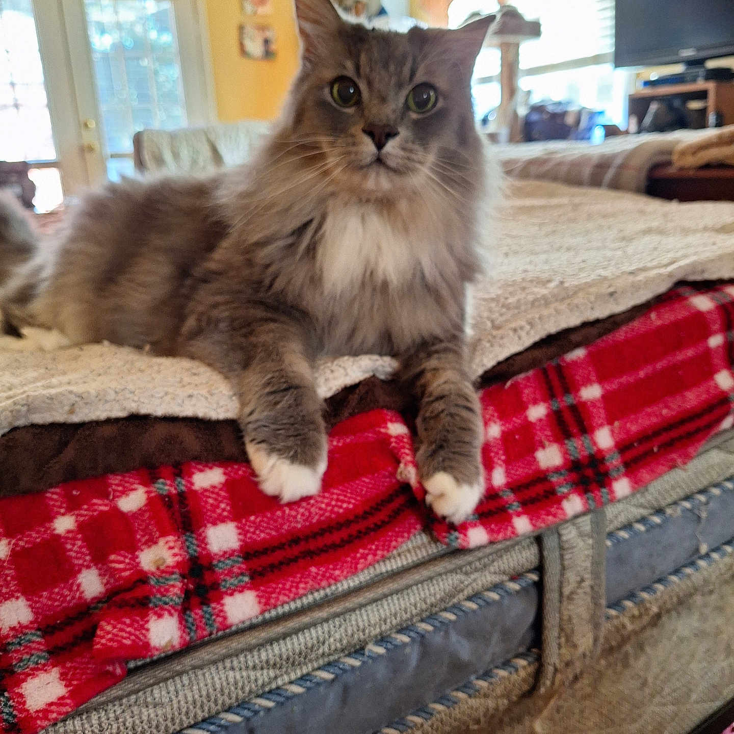 Sillyvester joined the competition — help win amazing prizes! animal, bed, blanket, cat, cozy, curious, curtains, domestic, fluffy, fur, furniture, indoor, living_room, paws, pet, plaid, relaxed, television, whiskers, window