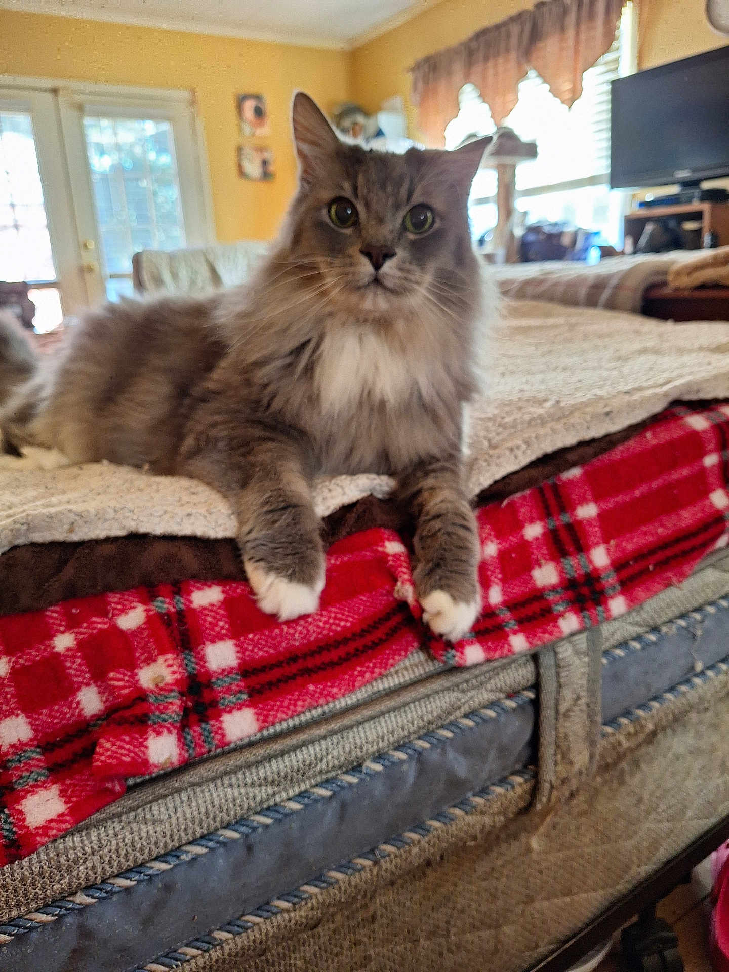 Sillyvester joined the competition — help win amazing prizes! cat, fluffy, bed, blanket, plaid, indoor, furniture, curious, pet, animal, cozy, living_room, window, curtains, television, relaxed, domestic, whiskers, paws, fur