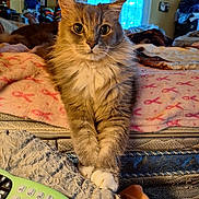 Sillyvester is registered to the contest to win money with this photo: cat, fluffy, bed, blanket, pink, remote_control, indoor, furniture, cozy, pet, animal, whiskers, paws, curious, domestic, mammal, living_room, household, window, decor