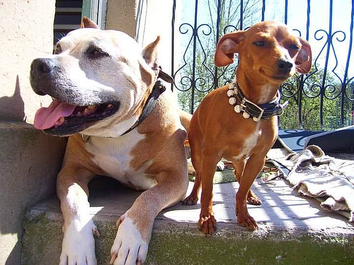 Axel participe au concours pour gagner de l'argent avec cette photo : american_bulldog, american_pit_bull_terrier, american_staffordshire_terrier, ancient_dog_breeds, bully_kutta, canidae, carnivore, catahoula_bulldog, companion_dog, dog, dog_breed, fawn, mammal, non_sporting_group, pit_bull, rare_breed_dog, snout, sporting_group, staffordshire_bull_terrier, vertebrate