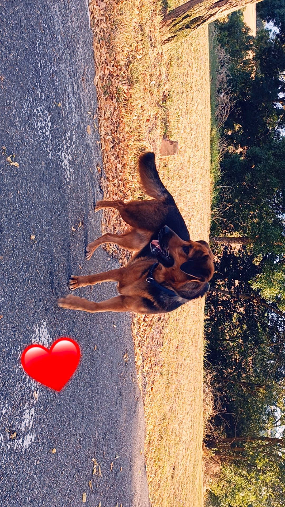 Loup participe au concours pour gagner de l'argent avec cette photo : dog, dress, fawn, gesture, grass, happy, landscape, leg, leisure, people_in_nature, plant, reflection, sunglasses, sunlight, tail, tints_and_shades, tree, trunk, water, wood