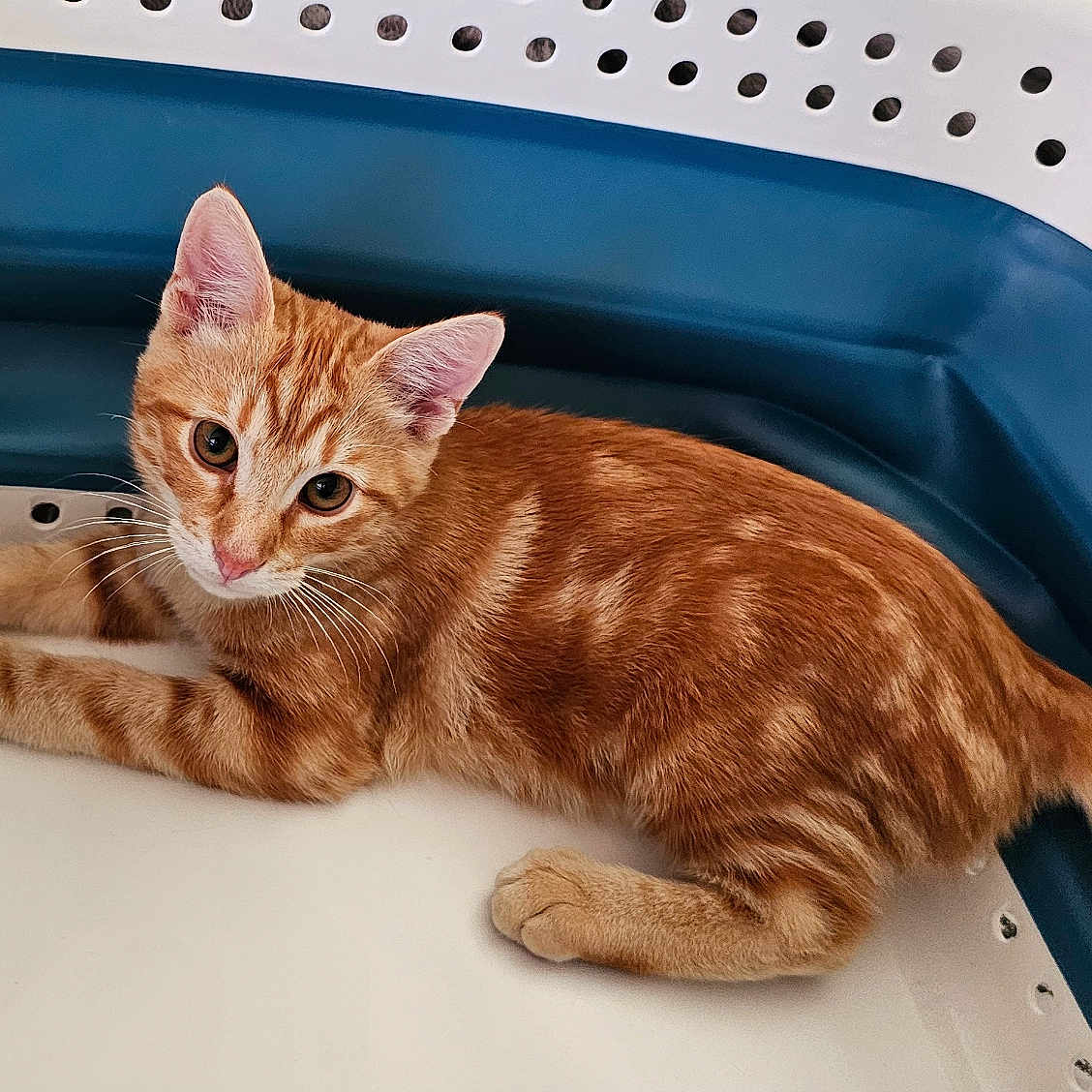 Végas a rejoint le concours — aidez-le/la à gagner de superbes lots ! abyssinian, angora, animal, bathing, bathtub, cat, egyptiancat, hottub, kitten, laundry, manx, person, pet, tub