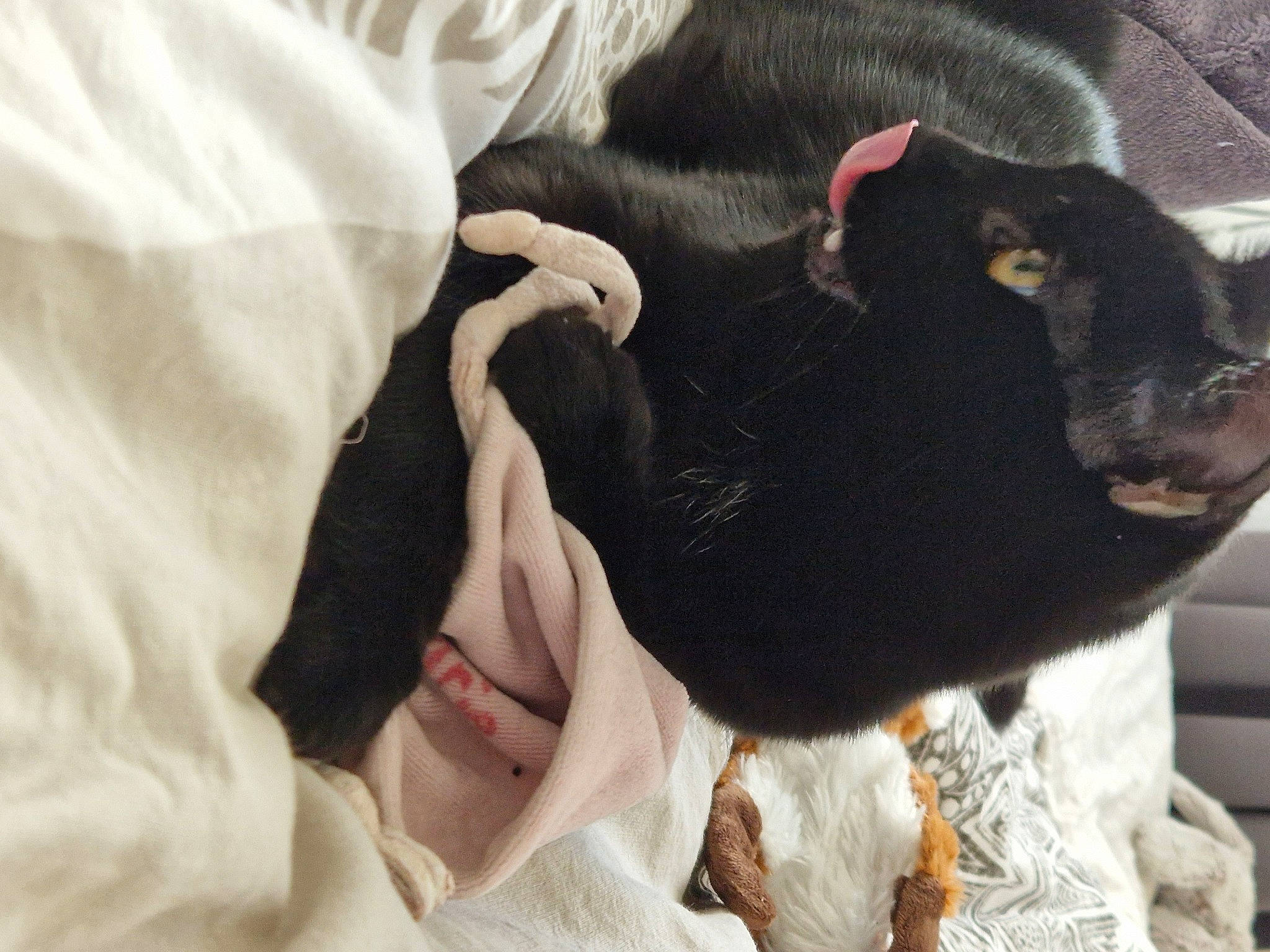 Tempête a rejoint le concours — aidez-le/la à gagner de superbes lots ! canidae, carnivore, collar, comfort, companion_dog, dog_breed, ear, fawn, felidae, fur, gesture, linens, plant, sleeve, small_to_medium_sized_cats, snout, sporting_group, sunglasses, whiskers, working_animal