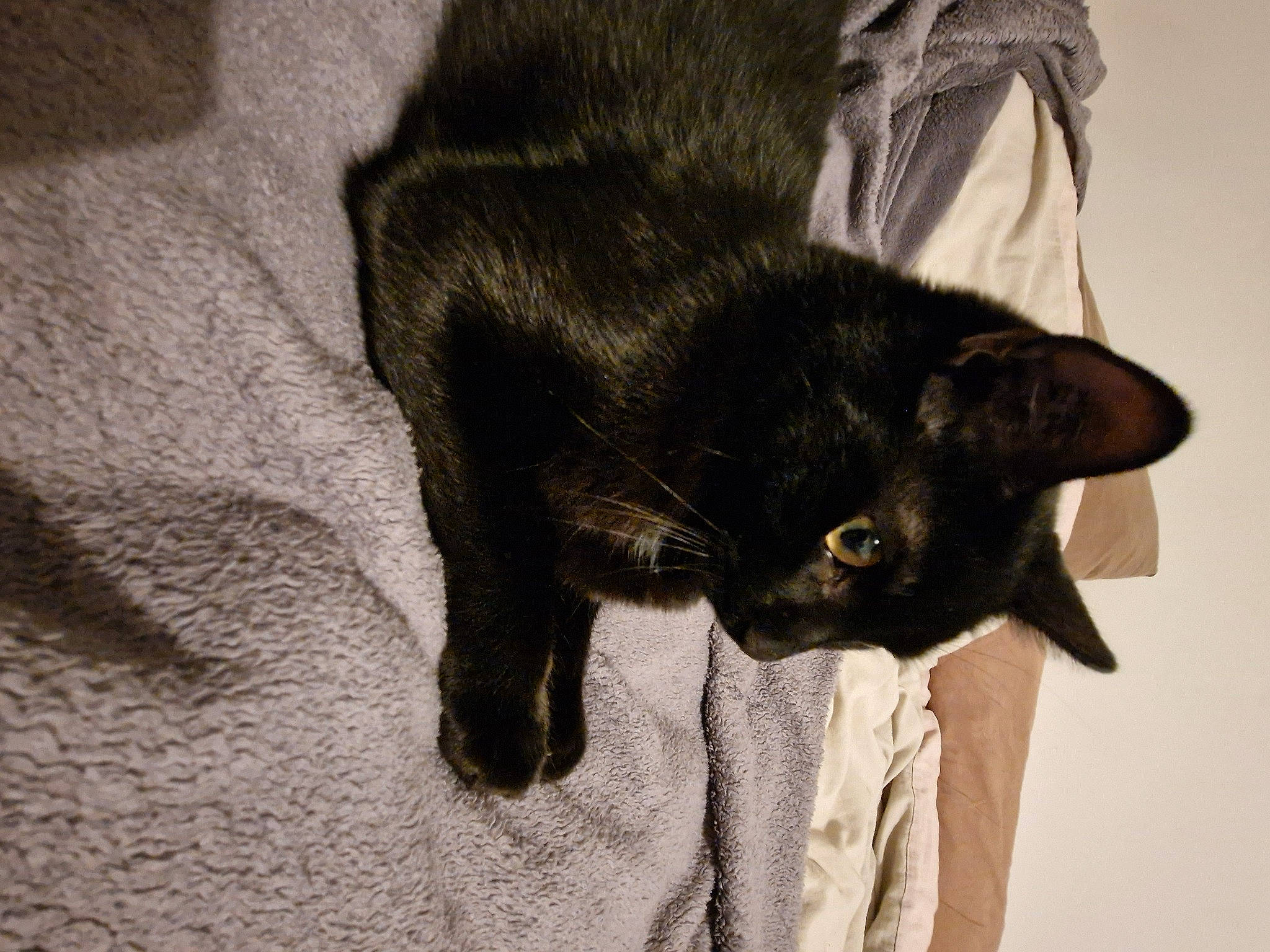 Tempête a rejoint le concours — aidez-le/la à gagner de superbes lots ! black_cat, bombay, carnivore, cat, claw, comfort, domestic_short_haired_cat, eye, felidae, fur, grey, plant, small_to_medium_sized_cats, snout, tail, terrestrial_animal, whiskers