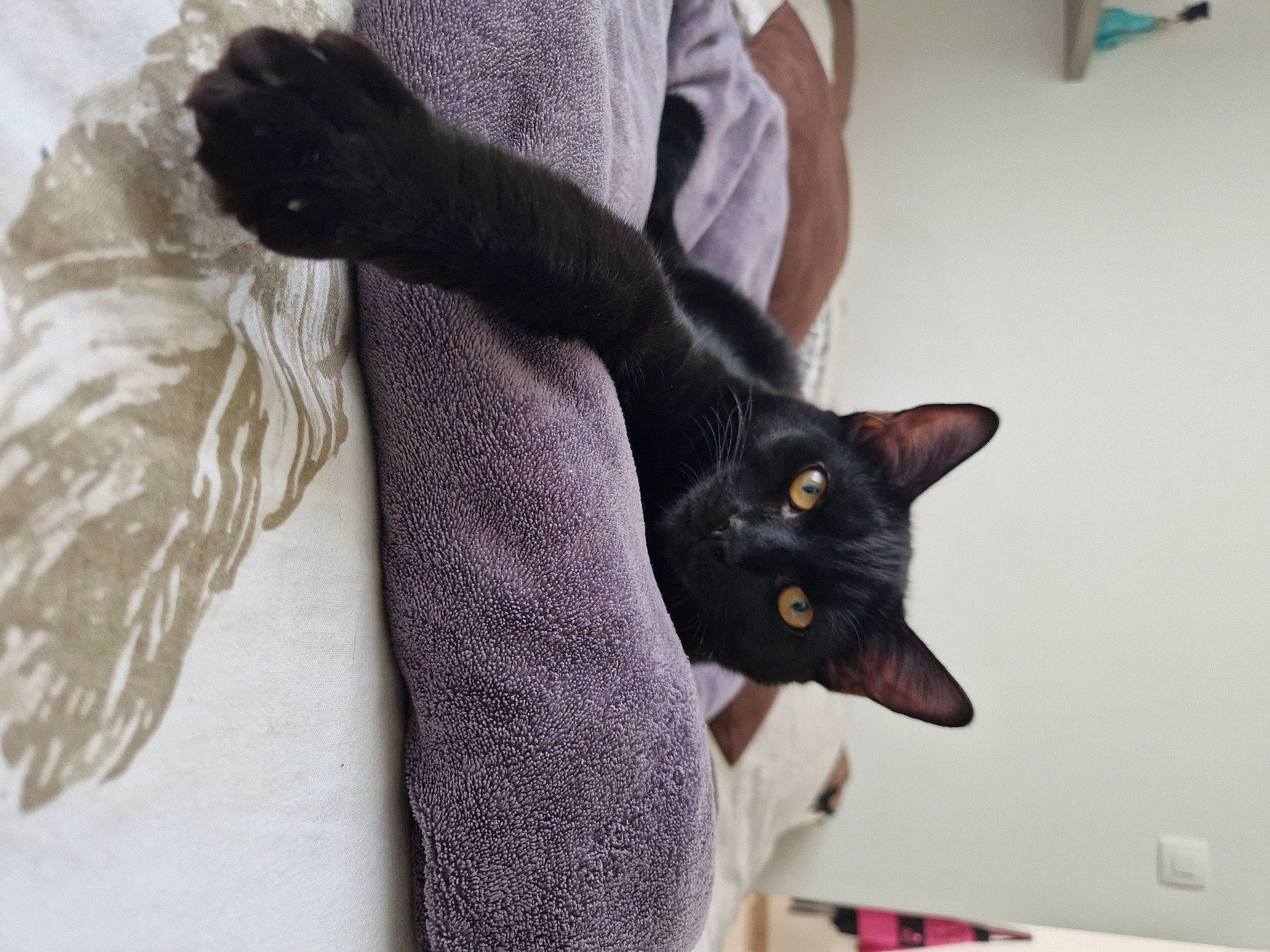 Tempête a rejoint le concours — aidez-le/la à gagner de superbes lots ! black_cat, bombay, carnivore, cat, claw, comfort, domestic_short_haired_cat, felidae, fur, grey, linens, sleeve, small_to_medium_sized_cats, tail, whiskers