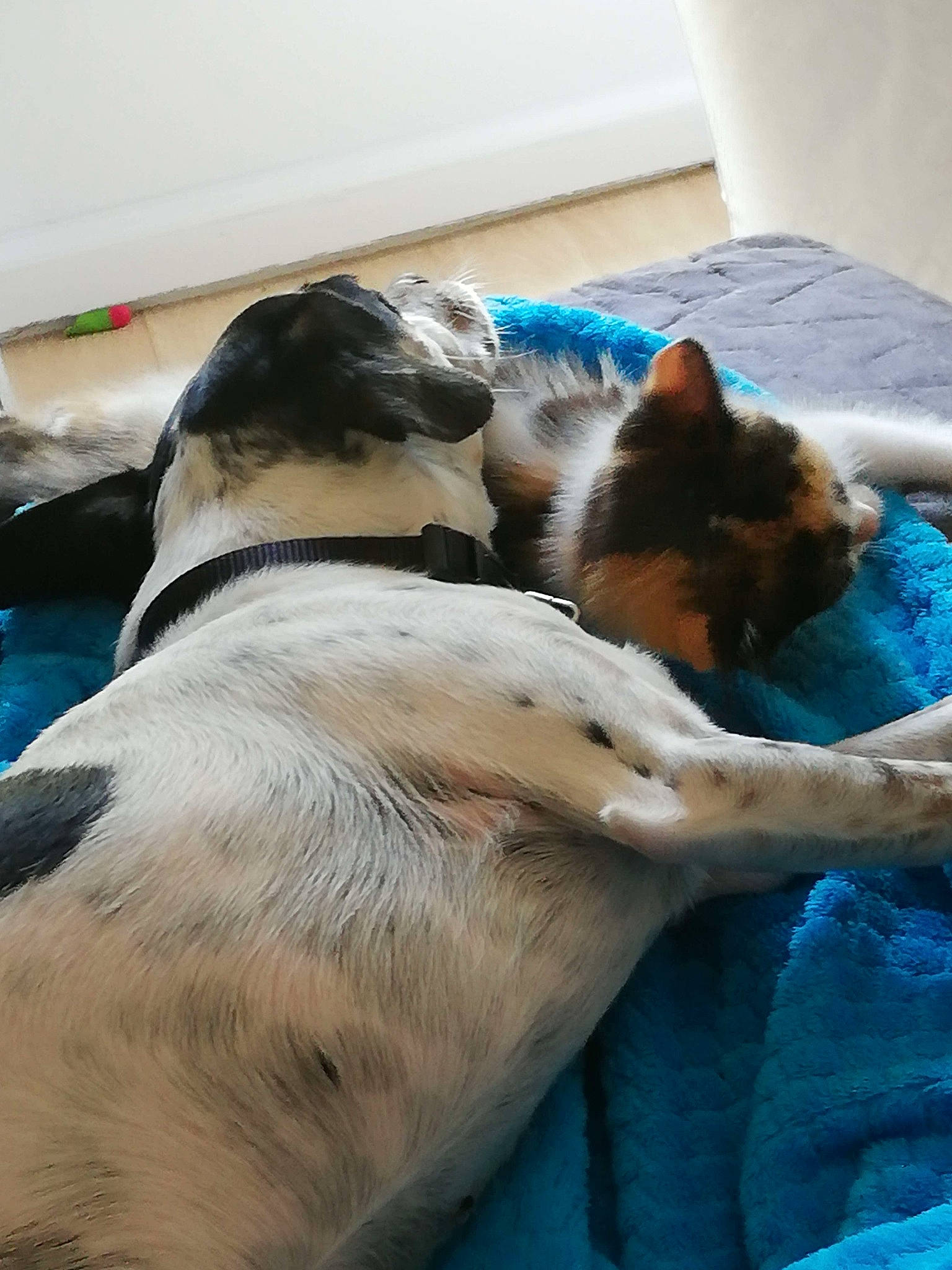 Naïa Et Sweety participe au concours pour gagner de l'argent avec cette photo : blue, carnivore, cat, comfort, companion_dog, dog, dog_breed, fawn, felidae, flooring, fur, mammal, nap, small_to_medium_sized_cats, snout, sporting_group, tail, vertebrate, whiskers, working_animal