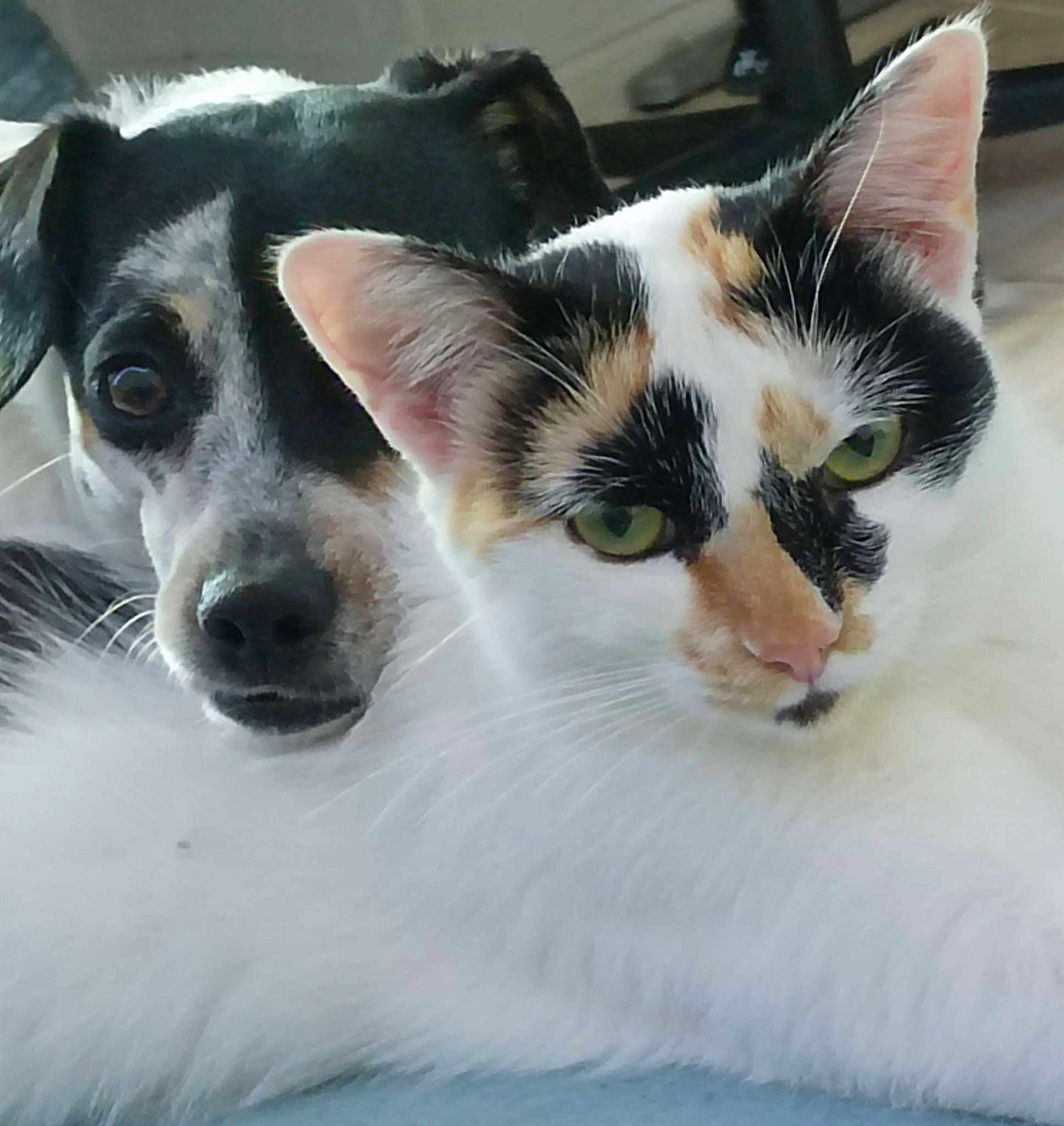 Naïa Et Sweety