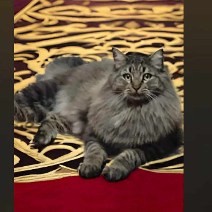 Binx is registered to the contest to win money with this photo: accessories, animal, art, cat, computer, computerhardware, electronics, fashion, formalwear, hardware, homedecor, kitten, manx, pc, pet, premiere, redcarpet, rug, screen, tie