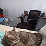 animal, bed, blanket, cat, chair, clutter, comfort, cozy, desk, domestic, feline, fur, home, indoor, mammal, pet, relaxed, resting, sleepy, tabby