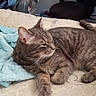 animal, bedroom, blanket, cat, chair, cozy, domestic, feline, furniture, home, indoor, laying_down, mattress, pet, relaxed, resting, room, sleepy, striped, tabby_cat
