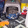 animal, blanket, cat, cat_litter, container, cozy, curled_up, domestic, feline, floor_tile, household, indoor, pet_carrier, pet_supplies, quiet, resting, sleeping, tabby_cat, toy, wood_panel_wall