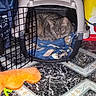 animal, blanket, cat, comfort, cozy, domestic, feline, floor_tiles, household, indoor, orange_toy, pet, pet_carrier, quiet, resting, sleeping, storage_container, tabby_cat, toy, wood_paneling
