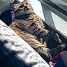 bedding, book, cat, cozy, fur, indoor, nap, pet, pillow, portrait, reflection, relaxed, resting, screen, shadow, sunlight, tabby_cat, whiskers, window, windowsill
