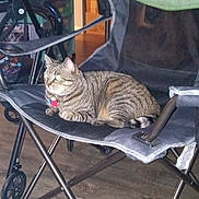 Boba Fett Kit-Tea joined the competition — help win amazing prizes! avocado_box, camping_chair, cardboard_boxes, cat, clutter, folding_chair, green_eye_reflection, indoor, living_room, metal_frame, pet_collar, pet_tag, plastic_bins, portrait_frame, relaxed, storage_drawer, striped_fur, stroller, tabby_cat, wooden_floor
