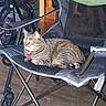 avocado_box, camping_chair, cardboard_boxes, cat, clutter, folding_chair, green_eye_reflection, indoor, living_room, metal_frame, pet_collar, pet_tag, plastic_bins, portrait_frame, relaxed, storage_drawer, striped_fur, stroller, tabby_cat, wooden_floor