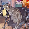 cardboard_boxes, cat, flooring, food_package, framed_picture, furniture, home_interior, household_items, indoor, living_room, mobility_aid, pet, plastic_container, shoe, sitting, striped_fur, tabby_cat, tail, walker, wheel