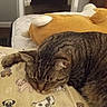 bed, bedroom, blanket, cat, closeup, cozy, dog_pattern, doorway, fur, home, indoor, low_light, mattress, pet, pillow, plush_toy, resting, sleeping, tabby_cat, toilet