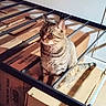 bed_frame, box_stack, cardboard_box, cat, curious, domestic, feline, floor, home, indoor, metal_slats, moving_boxes, pet, portrait, sitting, storage, stripes, tabby_cat, tail, whiskers
