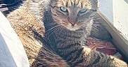 Boba Fett Kit-Tea joined the competition — help win amazing prizes! bed, blanket, book, bright, cat, cozy, fur, green_eyes, indoor, lounging, pet, pillow, portrait, relaxed, shadow, sunlight, tabby_cat, whiskers, window, windowsill