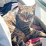 bed, blanket, book, bright, cat, cozy, fur, green_eyes, indoor, lounging, pet, pillow, portrait, relaxed, shadow, sunlight, tabby_cat, whiskers, window, windowsill