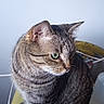 animal, cat, close_up, domestic_cat, ear, fur, furniture, green_eyes, hand, household_item, indoor, paw, pet, portrait, sitting, stool, striped_fur, tabby_cat, wall, whiskers
