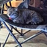 background, camping_chair, cardboard_box, cat, cat_face, collar, folding_chair, garage, indoor, metal_frame, pet, relaxed, resting, shadow, sleepy, stacked_boxes, stroller, tabby_cat, upholstery, wooden_floor