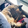 bed, bedding, blanket, cat, cozy, domestic_pet, fur, home, indoor, napping, paw, pillow, relaxed, sleeping, striped, sunbeam, sunlight, tabby_cat, window, windowsill