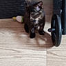Matilda joined the competition — help win amazing prizes! animal, basket, black, cat, curious, cute, domestic, feline, floor, home, indoor, kitten, pet, pink_wall, small, stroller_wheel, tortoiseshell, toy, wooden_floor, young