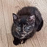 Matilda is registered to the contest to win money with this photo: animal, cat, curious, cute, domestic_animal, ears, feline, floor, fur, indoor, kitten, looking_up, pet, playful, sitting, small, tortoiseshell, whiskers, wooden_floor, young