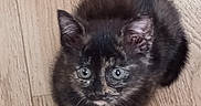 Matilda is registered to the contest to win money with this photo: animal, cat, curious, cute, domestic_animal, ears, eye_contact, feline, floor, fur, indoor, kitten, looking_up, pet, sitting, small, tortoiseshell, whiskers, wooden_floor, young