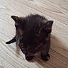Matilda is registered to the contest to win money with this photo: kitten, cat, floor, wooden_floor, pet, animal, small, curious, indoor, foot, human, paw, young, feline, cute, domestic_animal, brown, black, fur, tiny