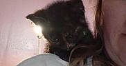 Matilda is registered to the contest to win money with this photo: kitten, cat, pet, shoulder, hair, person, face, curly_hair, indoor, lamp, light, pink_wall, white_shirt, closeup, candid, feline, cute, animal, companion, nibbling