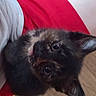 Matilda joined the competition — help win amazing prizes! kitten, cat, tortoiseshell, pet, animal, lap, person, red_skirt, wooden_floor, indoor, cute, curious, fur, ears, whiskers, eyes, young, domestic_cat, companion, looking_up