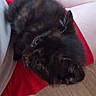 kitten, cat, pet, lap, red_shorts, wooden_floor, furry, animal, cute, small, domestic_cat, resting, indoor, young_animal, fur, black, brown, comfort, cozy, human_leg