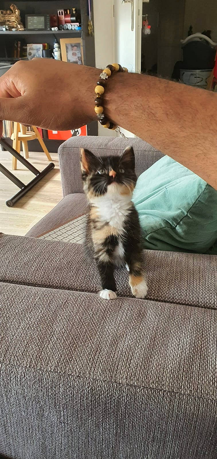 Nuki participe au concours pour gagner de l'argent avec cette photo : aegean_cat, american_wirehair, asian, carnivore, cat, claw, domestic_long_haired_cat, domestic_short_haired_cat, european_shorthair, fawn, felidae, floor, flooring, fur, kitten, paw, polydactyl_cat, small_to_medium_sized_cats, tail, whiskers