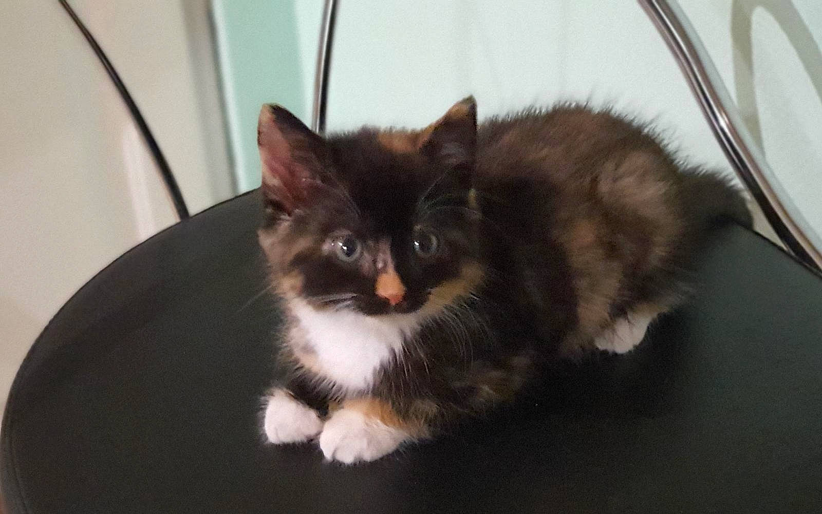 Nuki a rejoint le concours — aidez-le/la à gagner de superbes lots ! asian_semi_longhair, british_semi_longhair, carnivore, cat, cymric, domestic_long_haired_cat, eye, felidae, fur, iris, kitten, mammal, napoleon_cat, norwegian_forest_cat, persian, ragamuffin, siberian, small_to_medium_sized_cats, vertebrate, whiskers