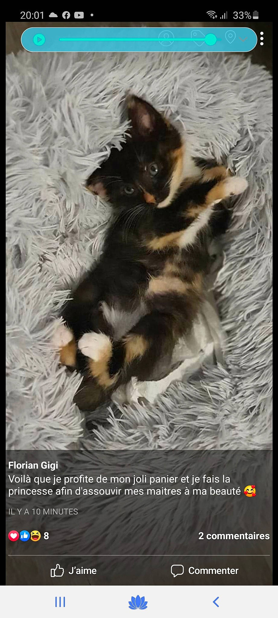 Nuki a rejoint le concours — aidez-le/la à gagner de superbes lots ! australian_shepherd, canidae, carnivore, dog, dog_breed, mammal, photo_caption, photography, puppy, toy_dog, vertebrate, whiskers