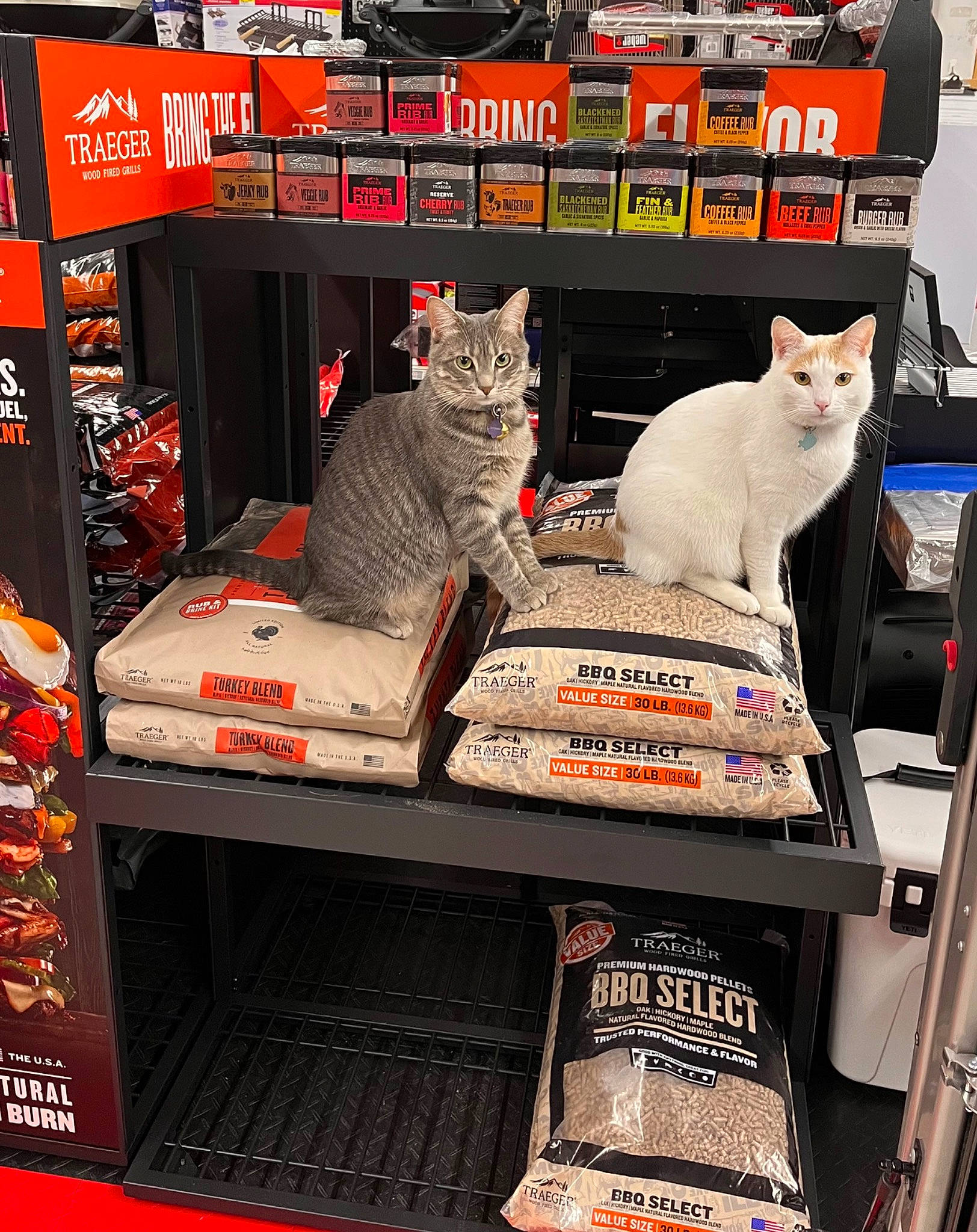 Dusty And Schumtz is registered to the contest to win money with this photo: automotive_exterior, carnivore, cat, domestic_short_haired_cat, felidae, fur, machine, motor_vehicle, publication, rectangle, room, small_to_medium_sized_cats, tail, whiskers
