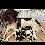 Nita participe au concours pour gagner de l'argent avec cette photo : animal_motherhood, black_and_white, blanket, canine, collar, cozy, cute, dog, domestic_animal, family, indoors, mother_dog, nursing, pet, playpen, puppies, resting, sleeping_puppies, spotted_dog, young_animals