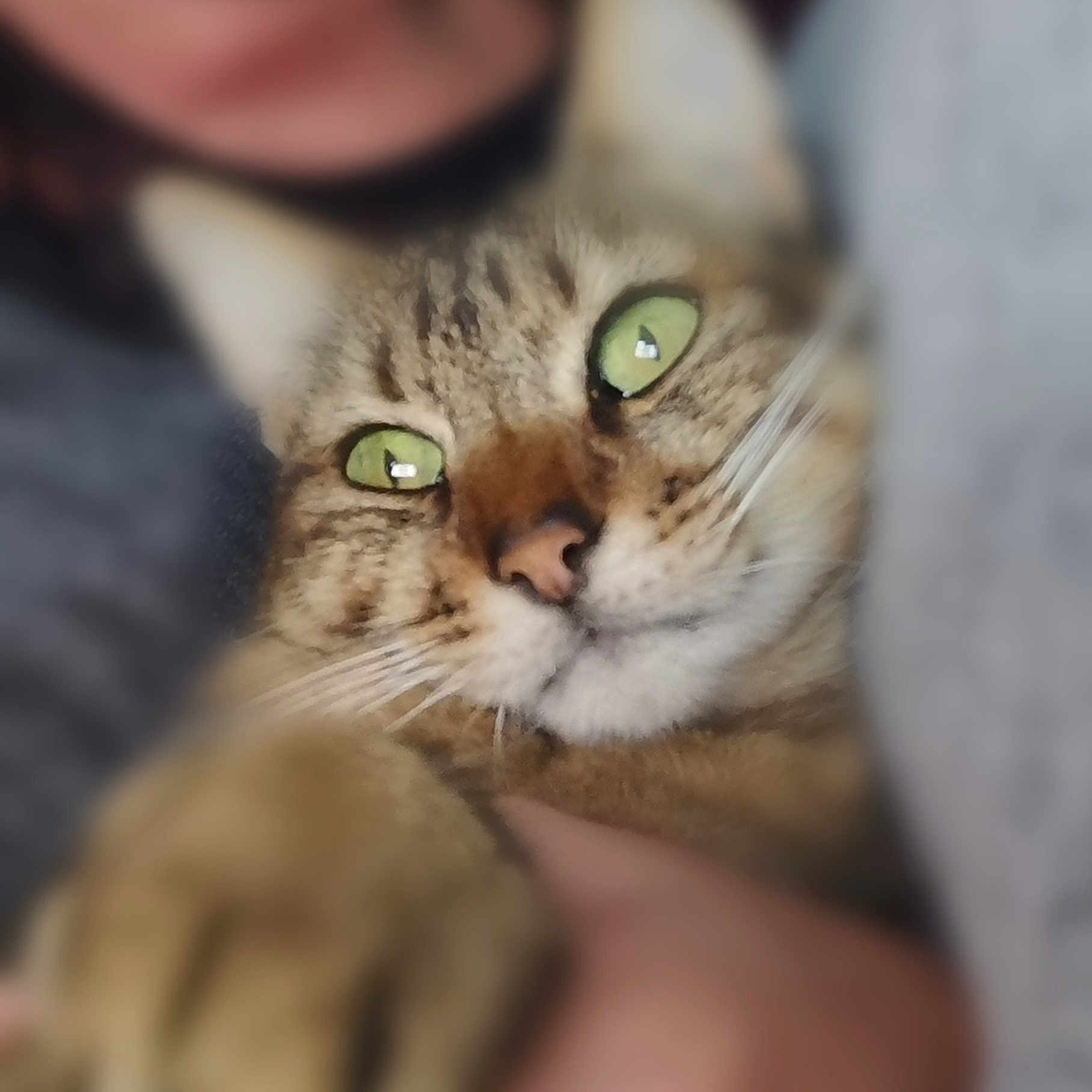 Menthos
