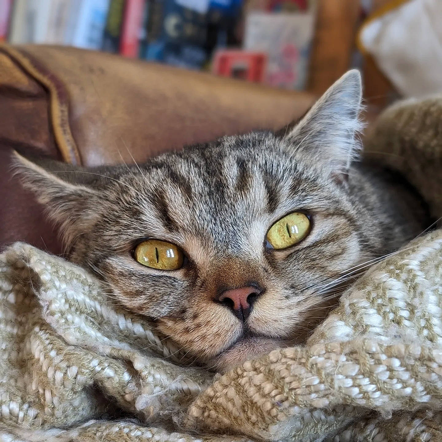 Gilbert joined the competition — help win amazing prizes! carnivore, cat, comfort, domestic_short_haired_cat, felidae, fur, paw, small_to_medium_sized_cats, terrestrial_animal, whiskers, wildlife, window