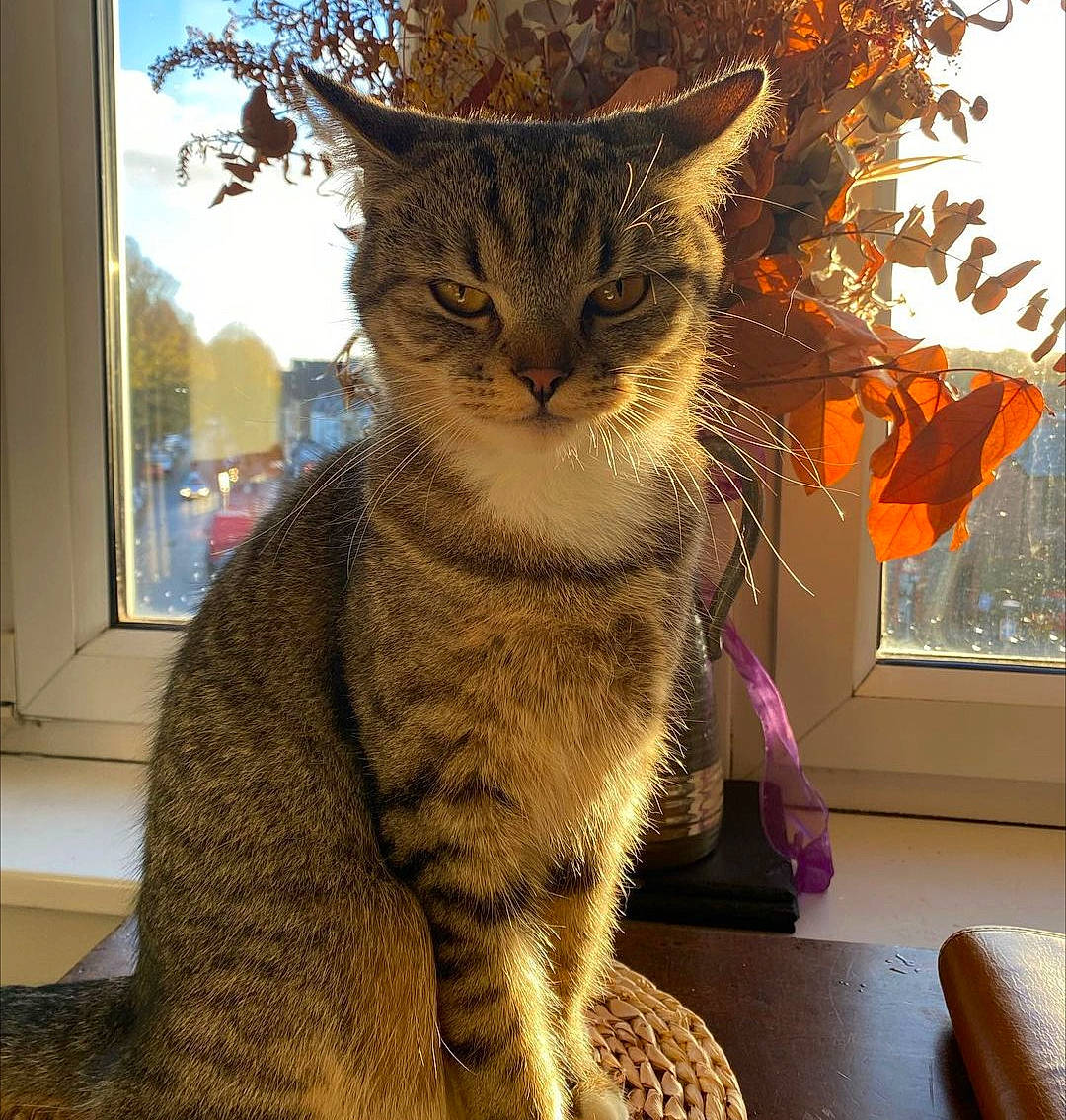 Gilbert is registered to the contest to win money with this photo: carnivore, cat, comfort, domestic_short_haired_cat, eye, fawn, felidae, fur, paw, plant, sky, small_to_medium_sized_cats, snout, tail, terrestrial_animal, tree, twig, whiskers, wildlife, window