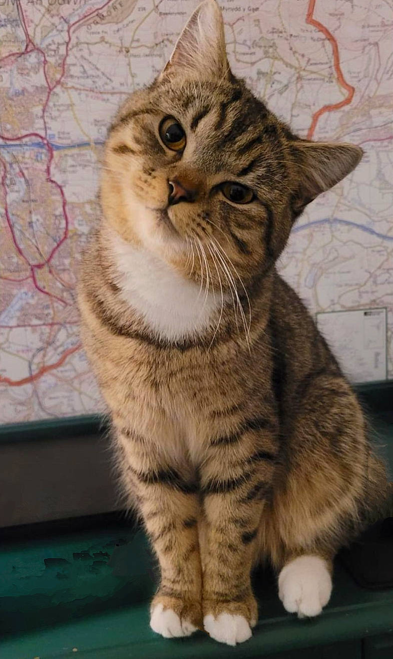 Gilbert joined the competition — help win amazing prizes! art, carnivore, cat, claw, domestic_short_haired_cat, eye, fawn, felidae, fur, head, paw, photo_caption, small_to_medium_sized_cats, snout, tail, terrestrial_animal, whiskers, wildlife, window