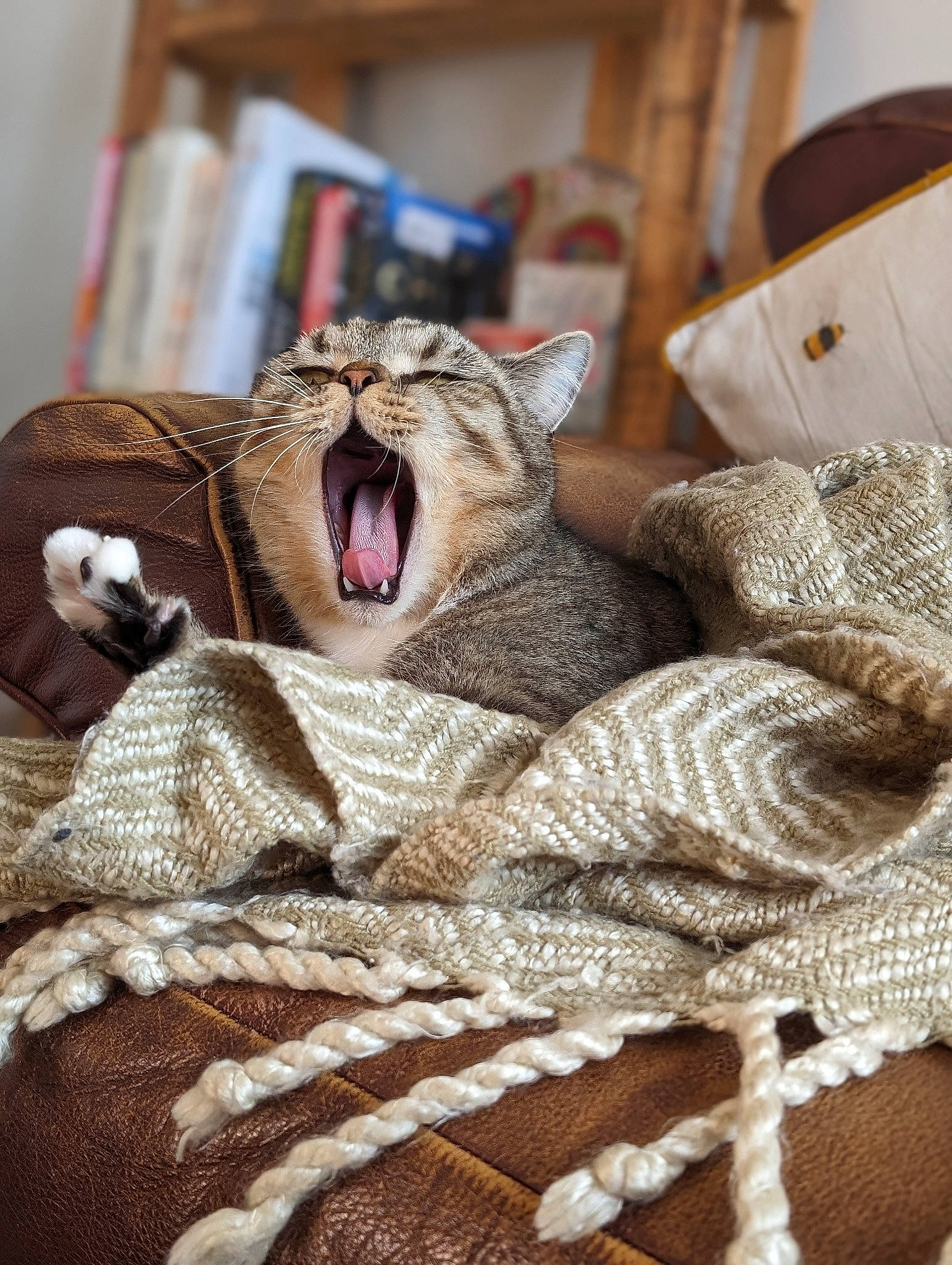 Gilbert joined the competition — help win amazing prizes! bed_sheet, bedding, bedroom, carnivore, cat, claw, comfort, domestic_short_haired_cat, fang, felidae, fur, linens, nap, paw, room, small_to_medium_sized_cats, terrestrial_animal, whiskers, wood, yawn
